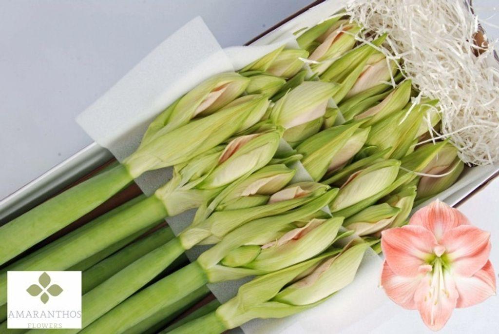 Срезанные цветы оптом Hippeastrum darling от 15шт из Голландии с доставкой по России