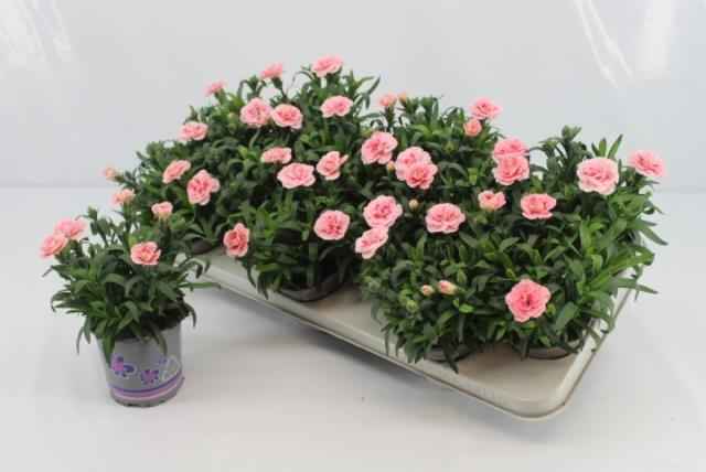 Горшечные цветы и растения оптом Dian Osc Pink Star от 12шт из Голландии с доставкой по России