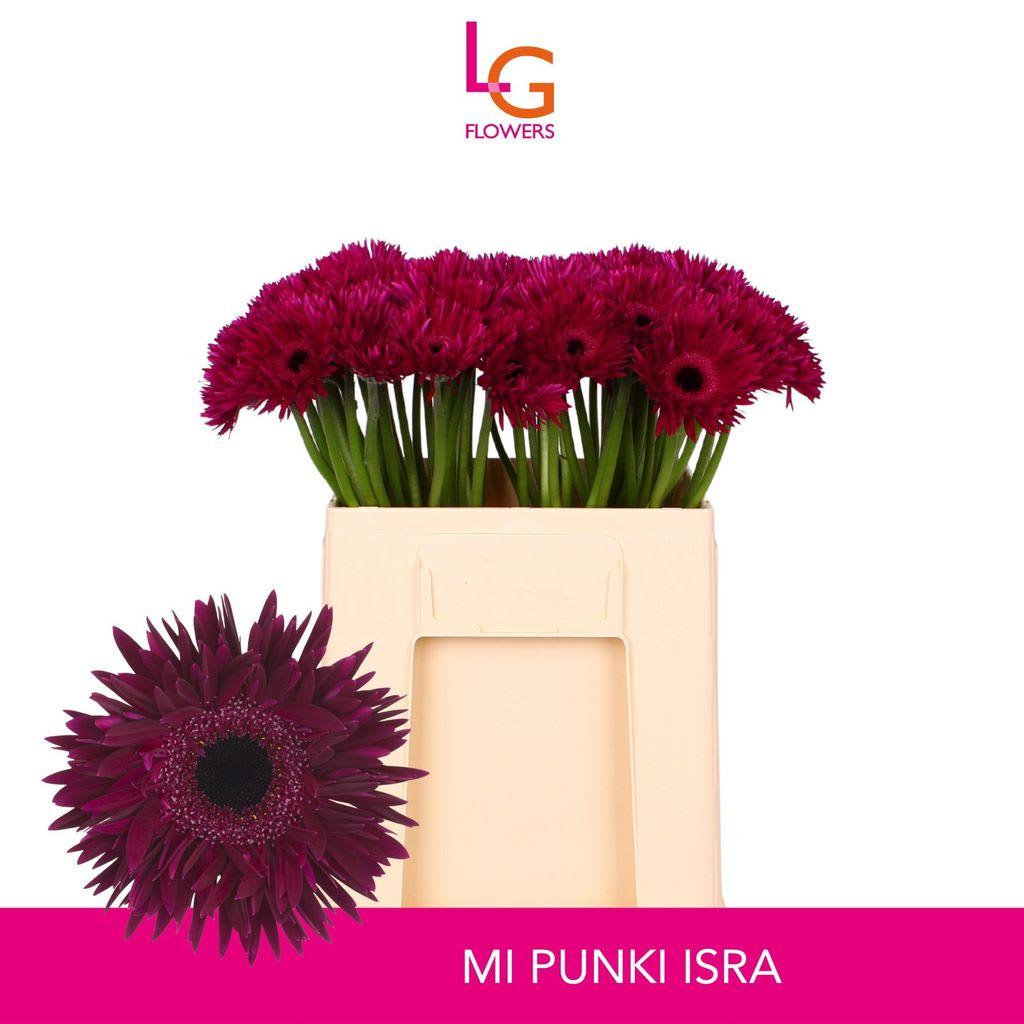 Срезанные цветы оптом Germini punki isra от 80шт из Голландии с доставкой по России