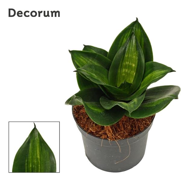 Горшечные цветы и растения оптом Sansevieria Hahnii Jade (decorum) от 18шт (для телеги) из Голландии с доставкой по России