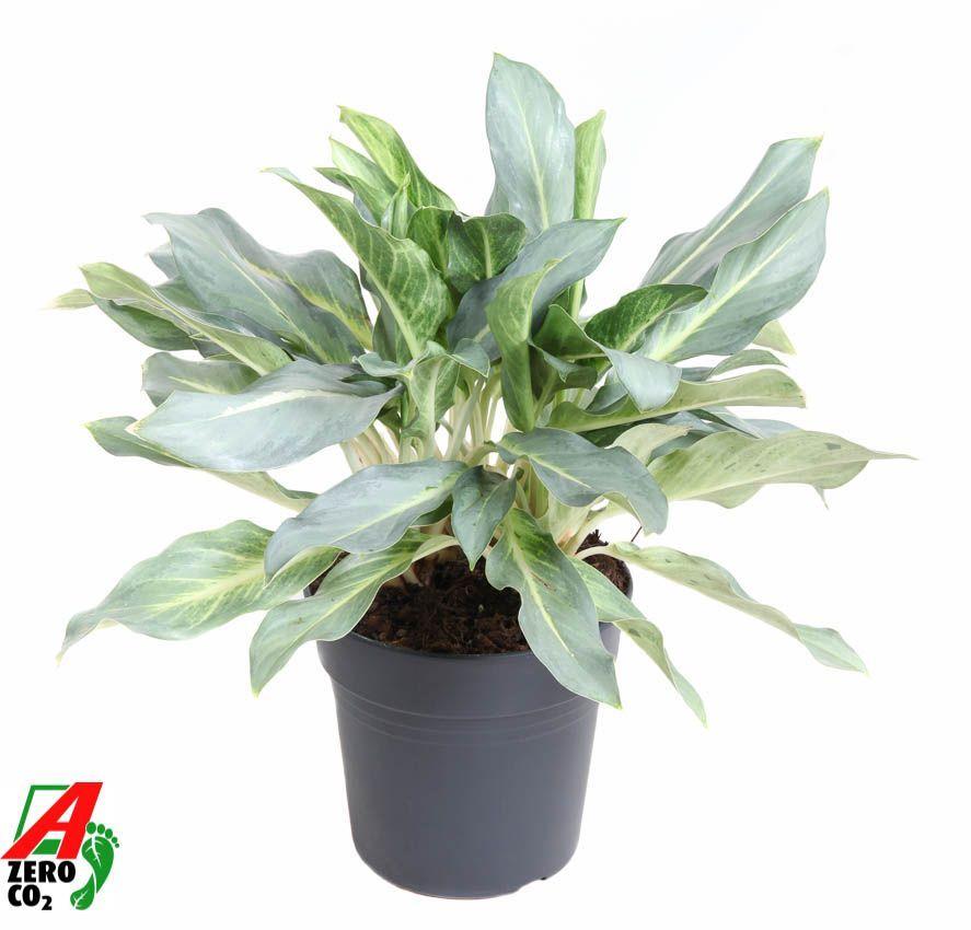 Горшечные цветы и растения оптом Aglaonema Ghost от 1шт из Голландии с доставкой по России