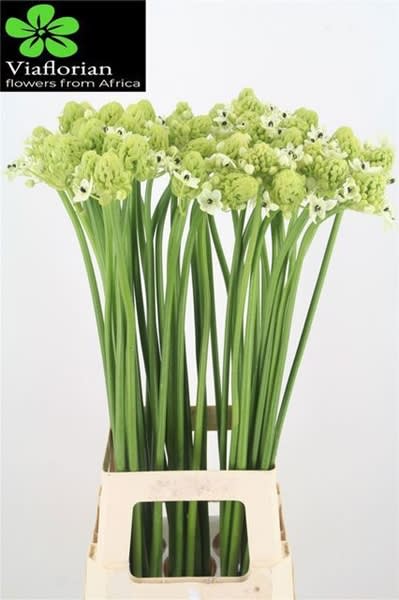 Срезанные цветы оптом Ornithogalum saundersiae от 50шт. из Голландии с доставкой по России