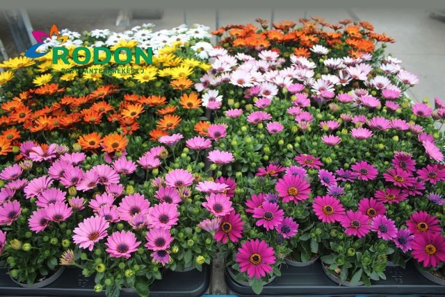 Горшечные цветы и растения оптом Osteo Senoritas Mixk от 12шт из Голландии с доставкой по России