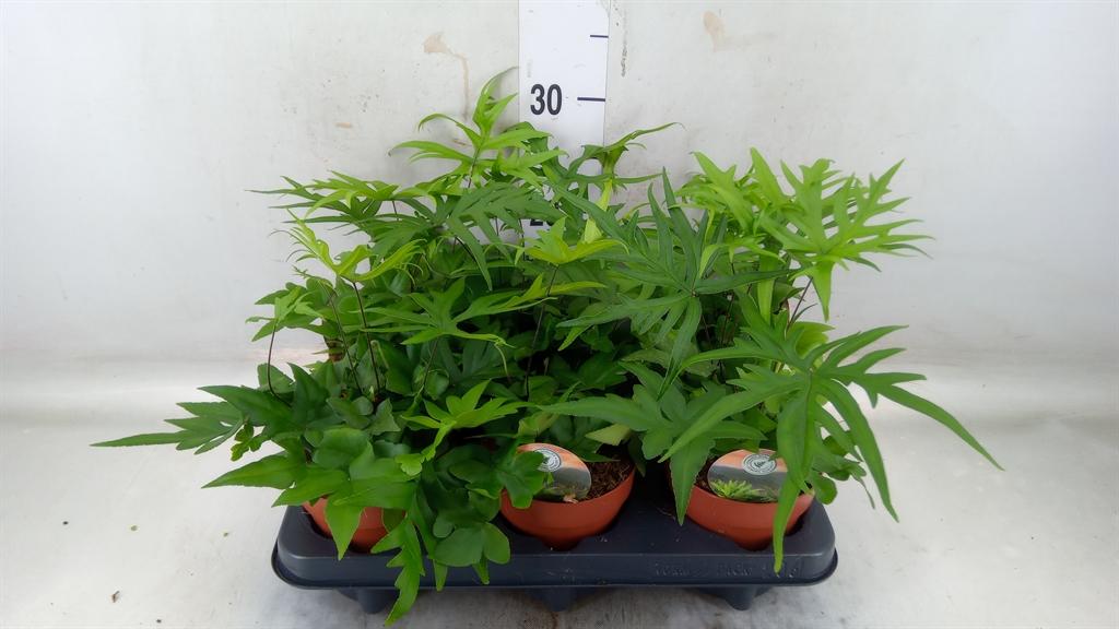 Горшечные цветы и растения оптом Doryopteris Pedata от 6шт из Голландии с доставкой по России Горшечные цветы и растения оптом Doryopteris Pedata от 6шт из Голландии с доставкой по России