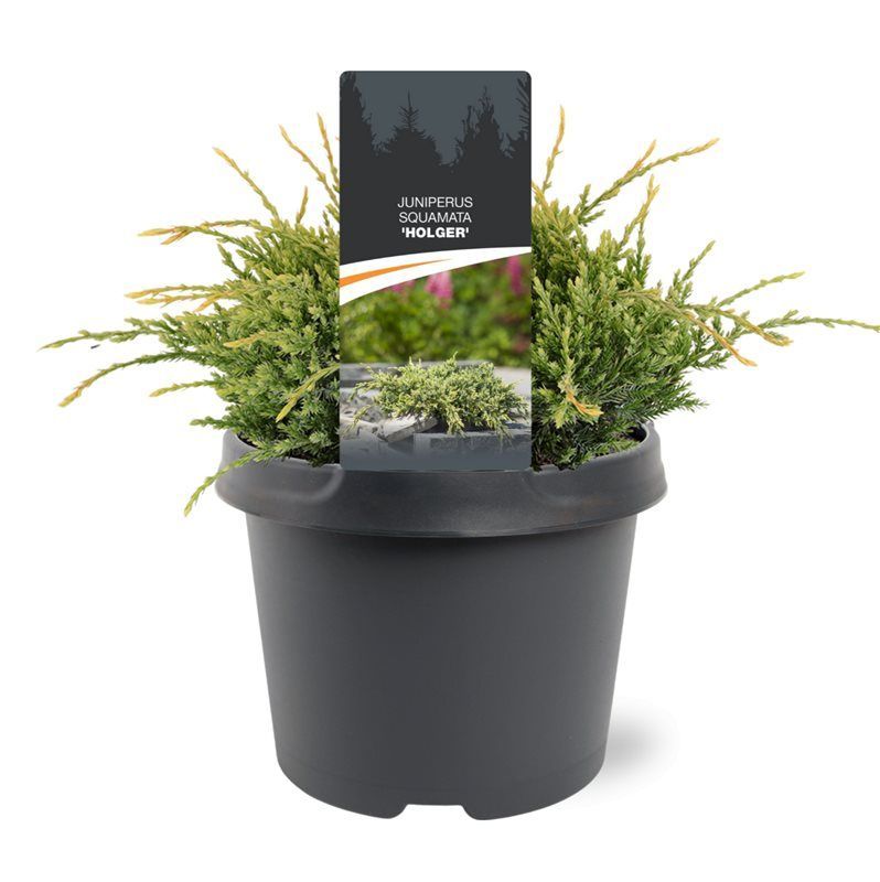 Горшечные цветы и растения оптом Juniperus Squa Holger от 1шт из Голландии с доставкой по России
