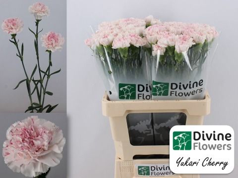 Срезанные цветы оптом Dianthus st yukari cherry от 80шт из Голландии с доставкой по России