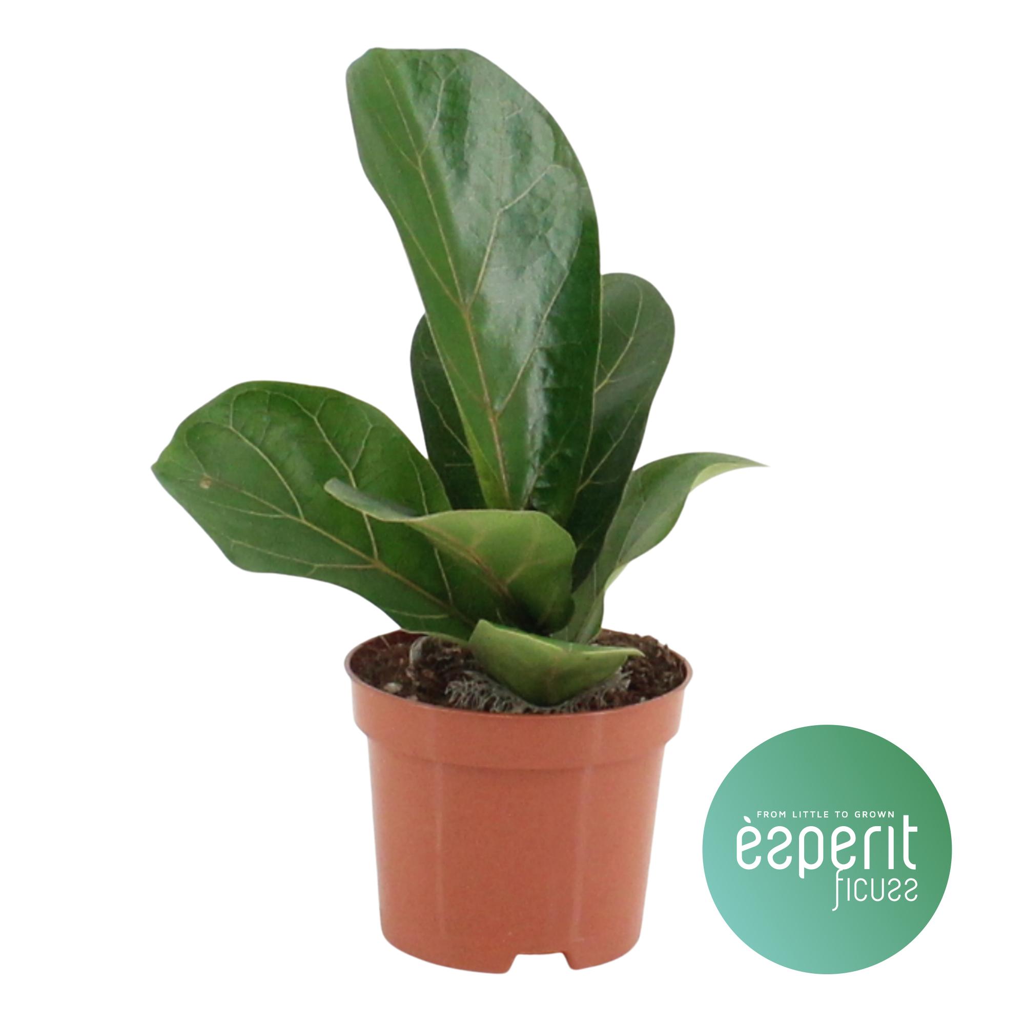 Горшечные цветы и растения оптом Ficus Lyrata Bambino от 18шт (для телеги) из Голландии с доставкой по России