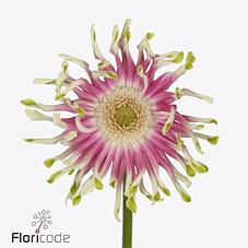 Срезанные цветы оптом Gerbera gerpasta femke от 40шт из Голландии с доставкой по России