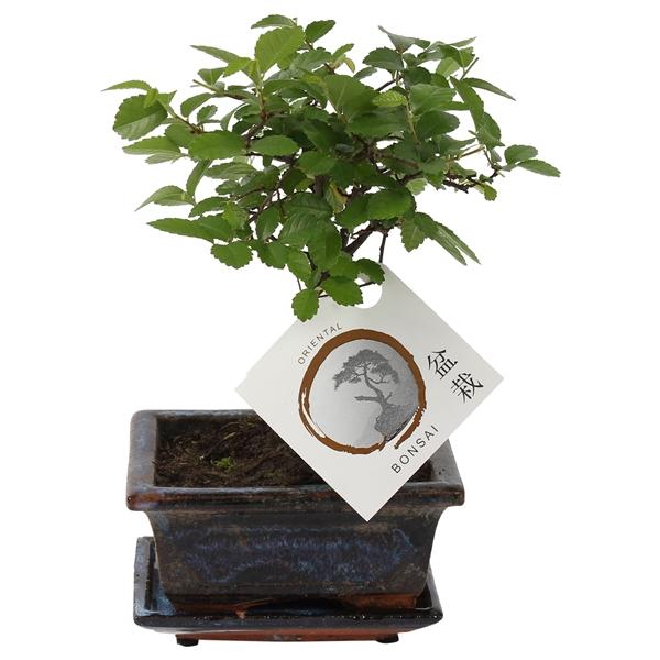 Горшечные цветы и растения оптом Bonsai Zelkova In Ceramic Ball Shape от 13шт из Голландии с доставкой по России