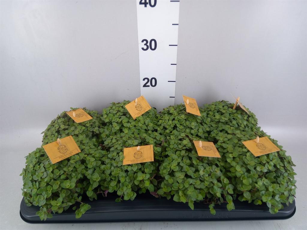 Горшечные цветы и растения оптом Callisia Repens turtle от 8шт из Голландии с доставкой по России
