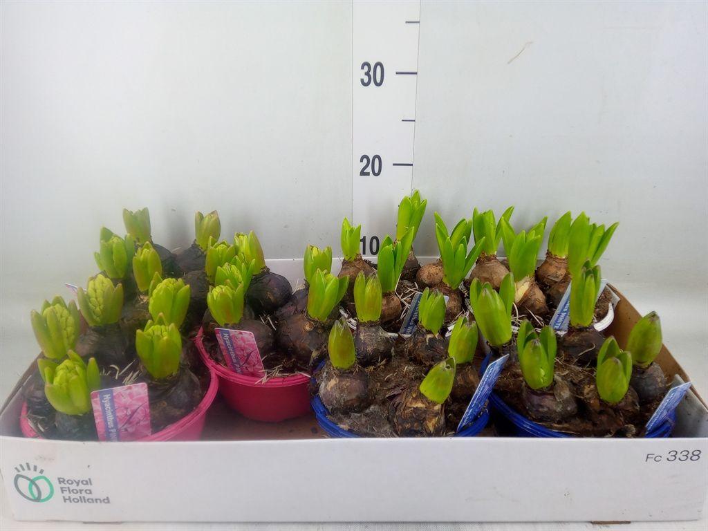 Горшечные цветы и растения оптом Hyacinthus Orie.   ...mix 3 от 7шт из Голландии с доставкой по России