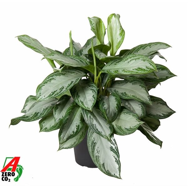 Горшечные цветы и растения оптом Aglaonema Silver Bay от 1шт из Голландии с доставкой по России