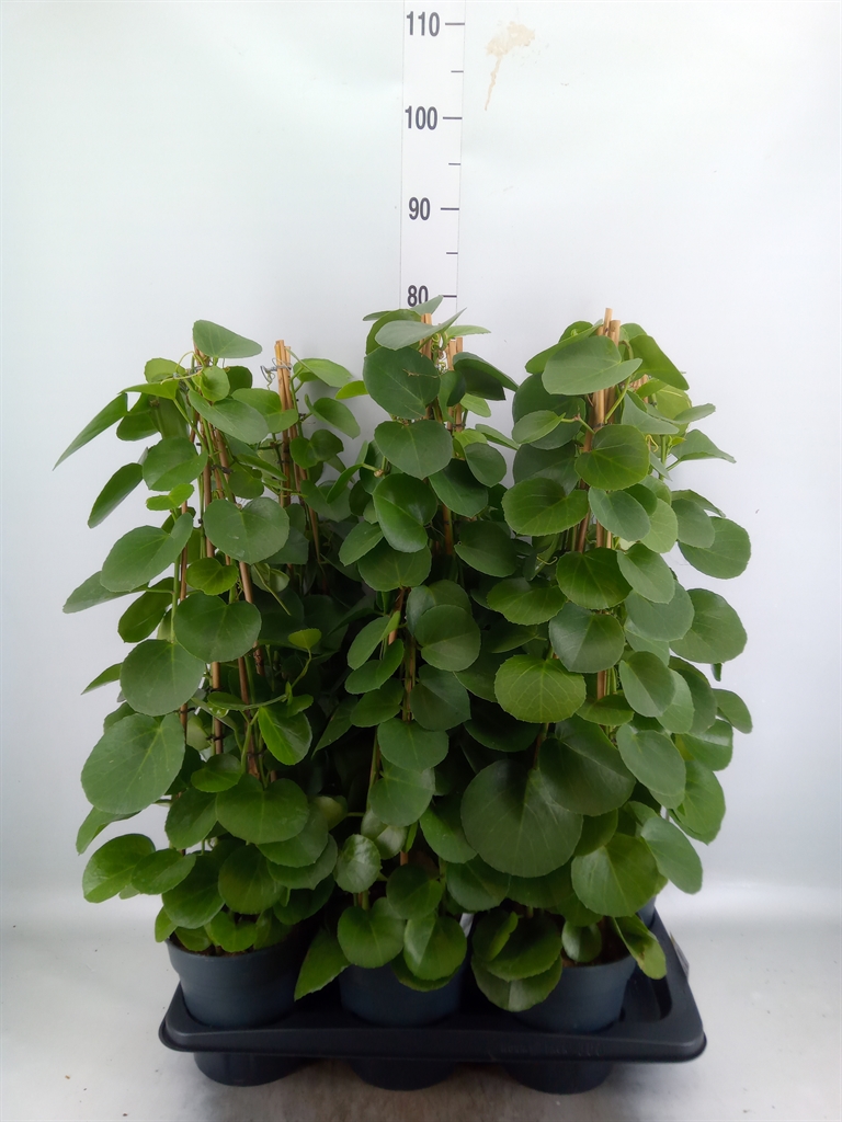 Горшечные цветы и растения оптом Cissus Rotundifolia от 6шт из Голландии с доставкой по России