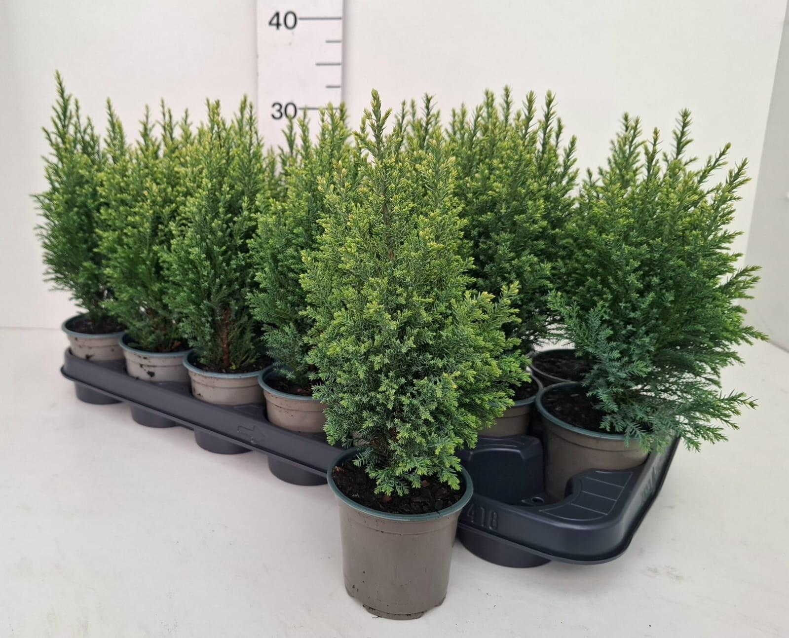 Горшечные цветы и растения оптом Cham L Snow White от 18шт (для телеги) из Голландии с доставкой по России