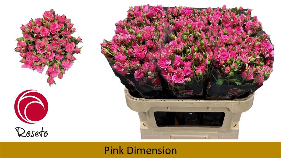 Срезанные цветы оптом Rosa spray pink dimension от 40шт из Голландии с доставкой по России