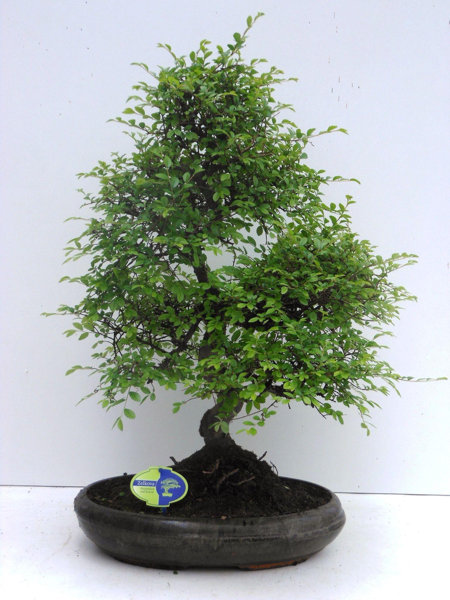 Горшечные цветы и растения оптом Bonsai Zelkova Parvifolia S-shape Without Drip Tra от 1шт из Голландии с доставкой по России