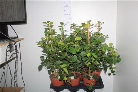 Горшечные цветы и растения оптом Ficus Deltoidea от 6шт из Голландии с доставкой по России