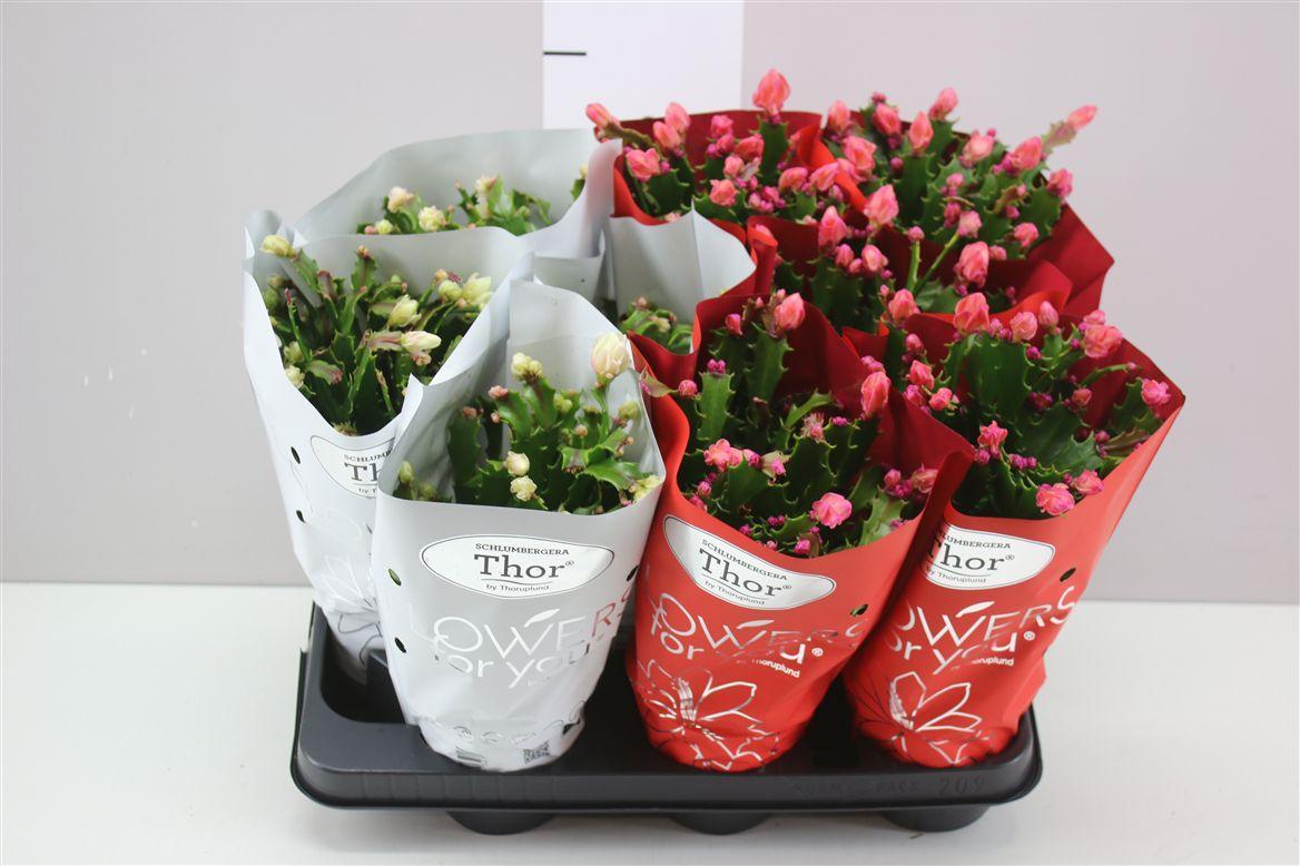 Горшечные цветы и растения оптом Schlumbergera Gemengd 2 Kleuren Wild от 9шт из Голландии с доставкой по России