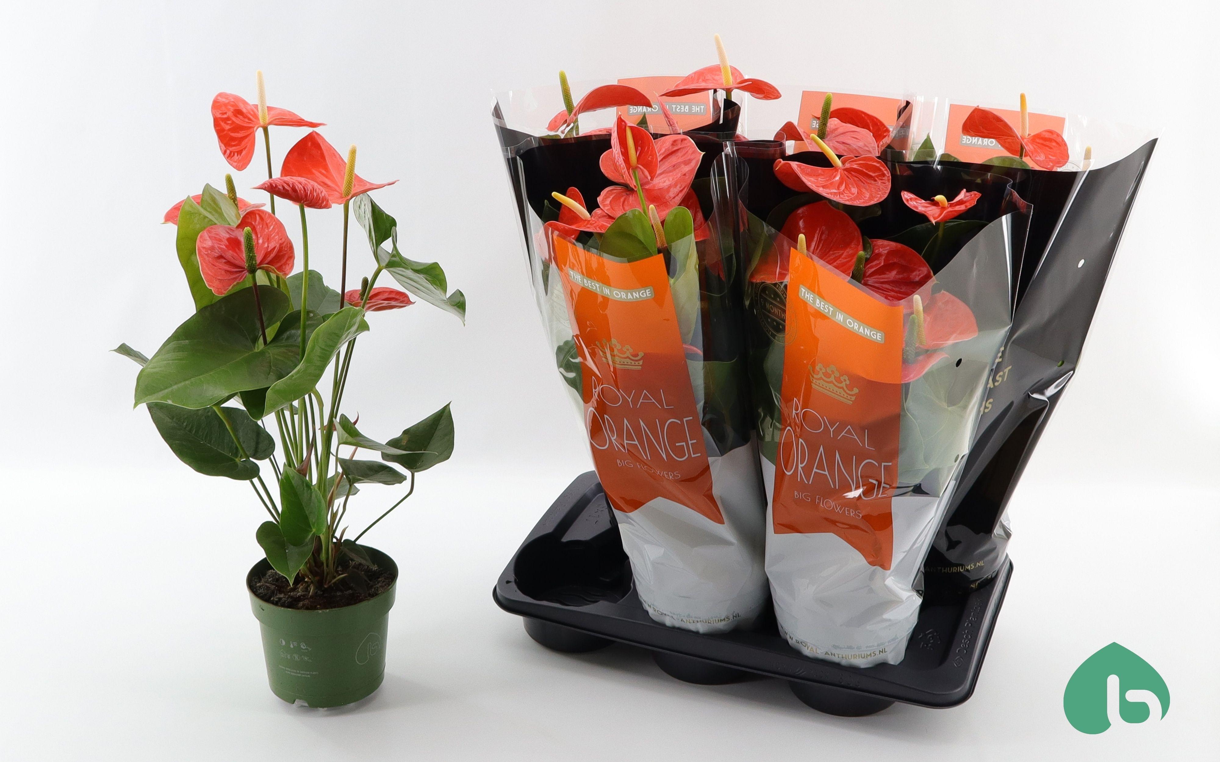 Горшечные цветы и растения оптом Anthu An Nebraska 3-4+ Spring Deal от 6шт из Голландии с доставкой по России