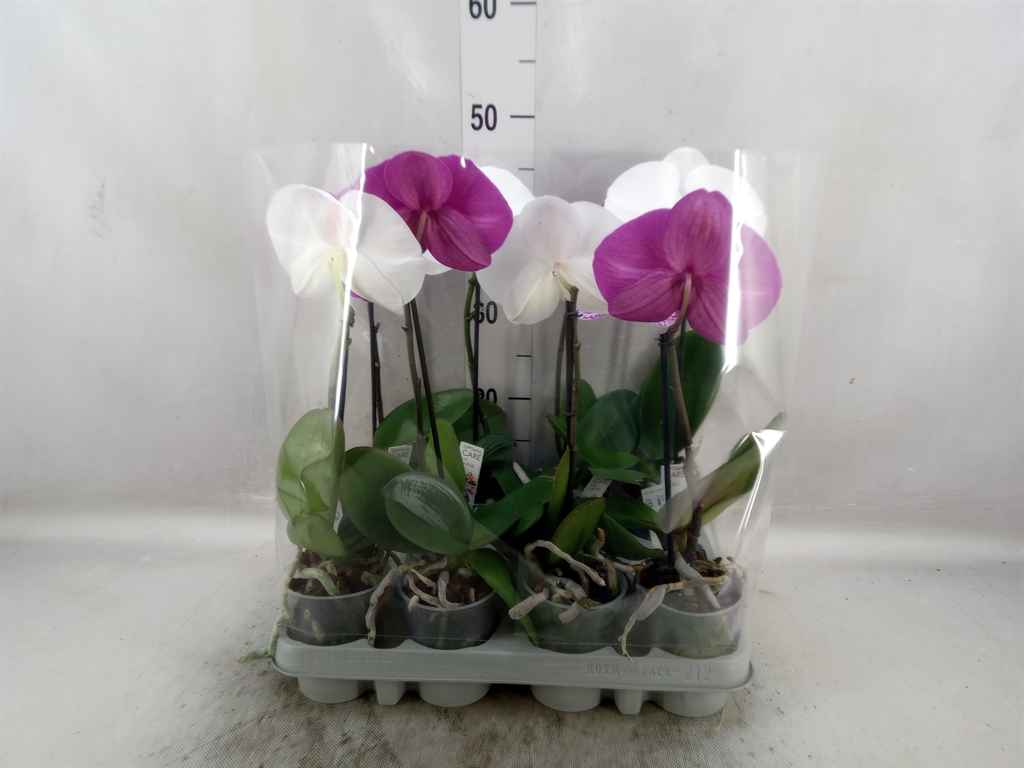 Горшечные цветы и растения оптом Phalaenopsis   ...mix от 8шт из Голландии с доставкой по России