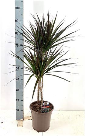 Горшечные цветы и растения оптом Dra Marg Magenta 45-25 Cm от 1шт из Голландии с доставкой по России