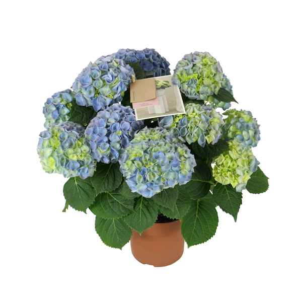 Горшечные цветы и растения оптом Hydrangea Ma Hi River Blue 9+ от 6шт из Голландии с доставкой по России