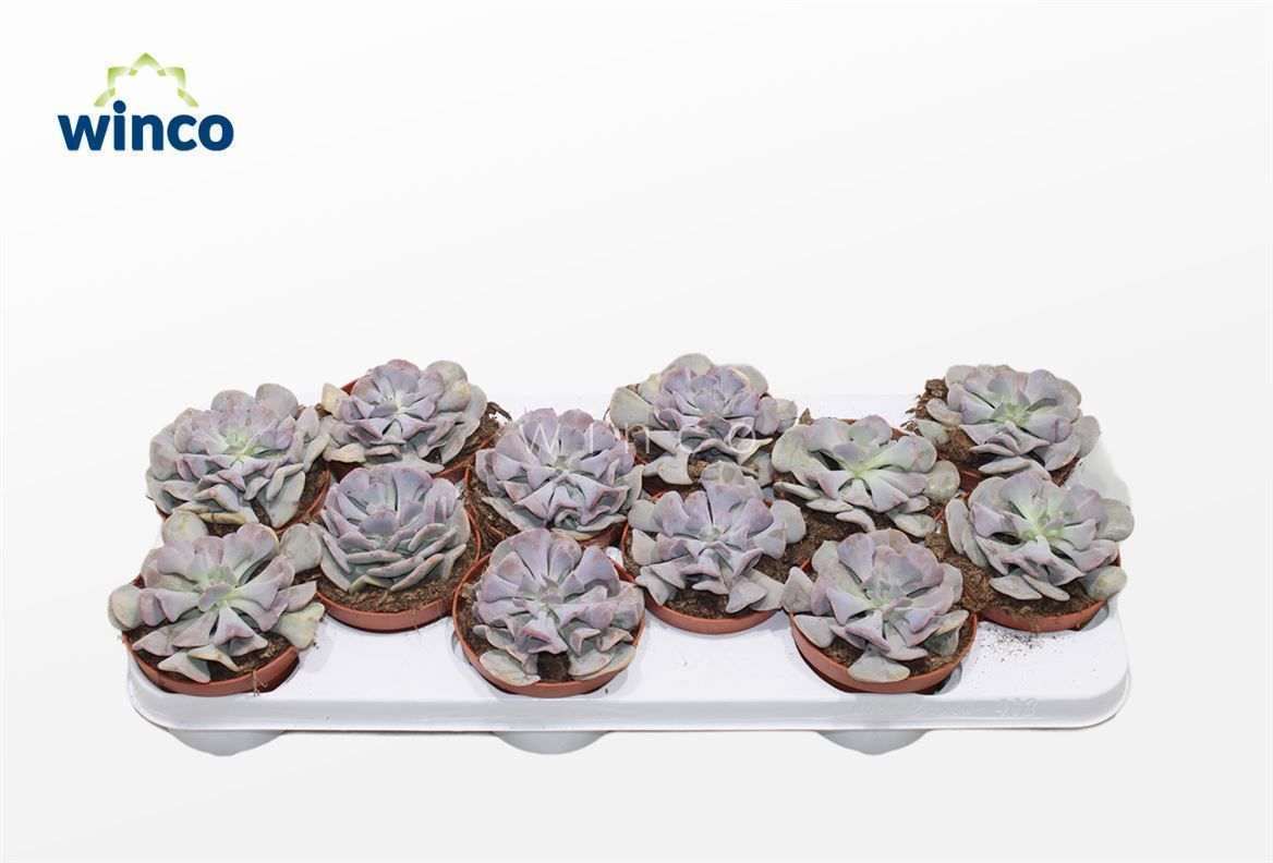 Горшечные цветы и растения оптом Echeveria Cubic Frost от 12шт из Голландии с доставкой по России