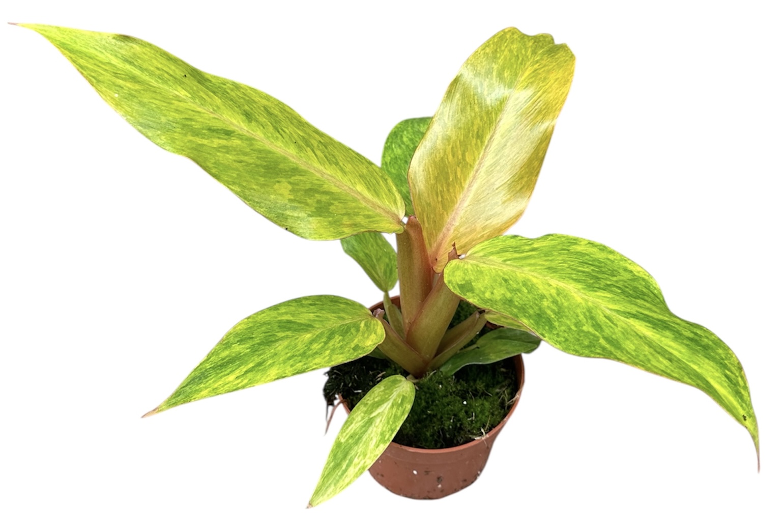 Горшечные цветы и растения оптом Philodendron Orange Marmelade от 1шт из Голландии с доставкой по России