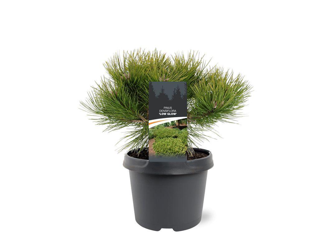 Горшечные цветы и растения оптом Pinus Dens Low Glow от 1шт из Голландии с доставкой по России