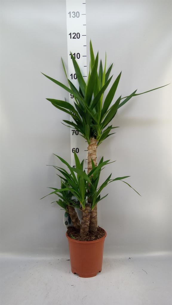 Горшечные цветы и растения оптом Yucca ... от 1шт из Голландии с доставкой по России