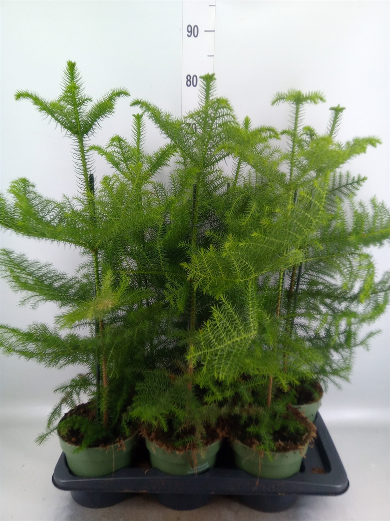 Горшечные цветы и растения оптом Araucaria Heterophylla от 6шт из Голландии с доставкой по России