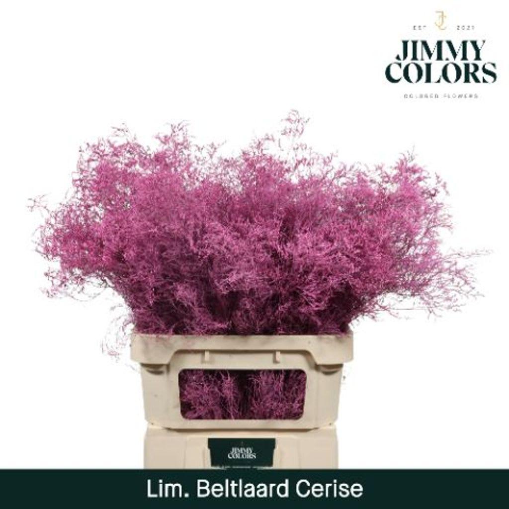 Срезанные цветы оптом Limonium beltlaard paint cerise от 25шт. из Голландии с доставкой по России