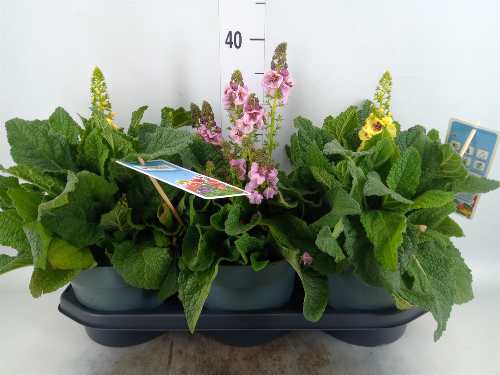 Горшечные цветы и растения оптом Verbascum Phoeniceum от 3шт из Голландии с доставкой по России