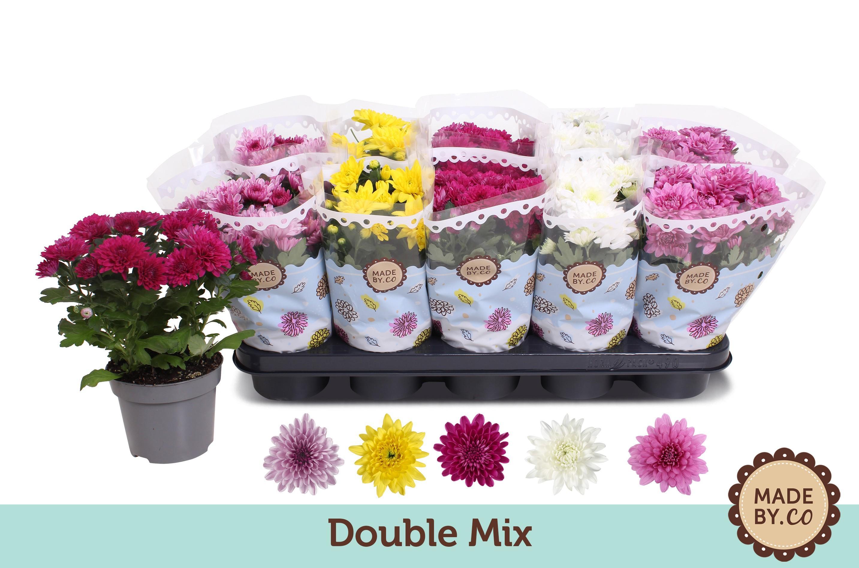 Горшечные цветы и растения оптом Chrysanthemum Double Mix от 10шт из Голландии с доставкой по России