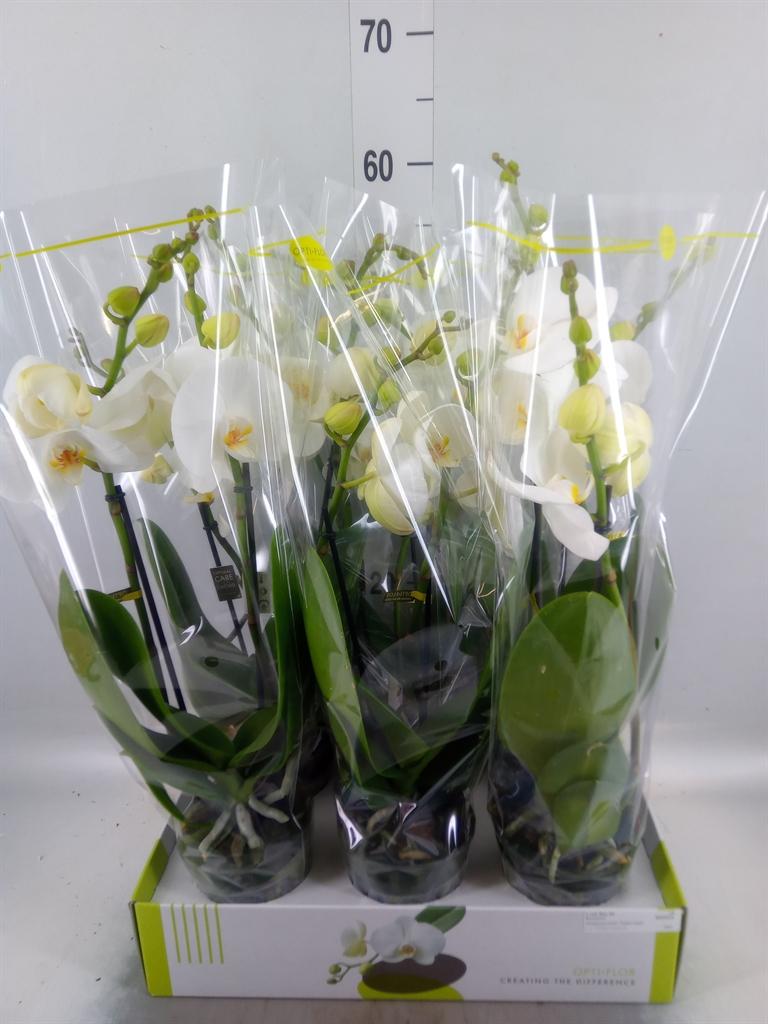 Горшечные цветы и растения оптом Phalaenopsis   ...white от 6шт из Голландии с доставкой по России