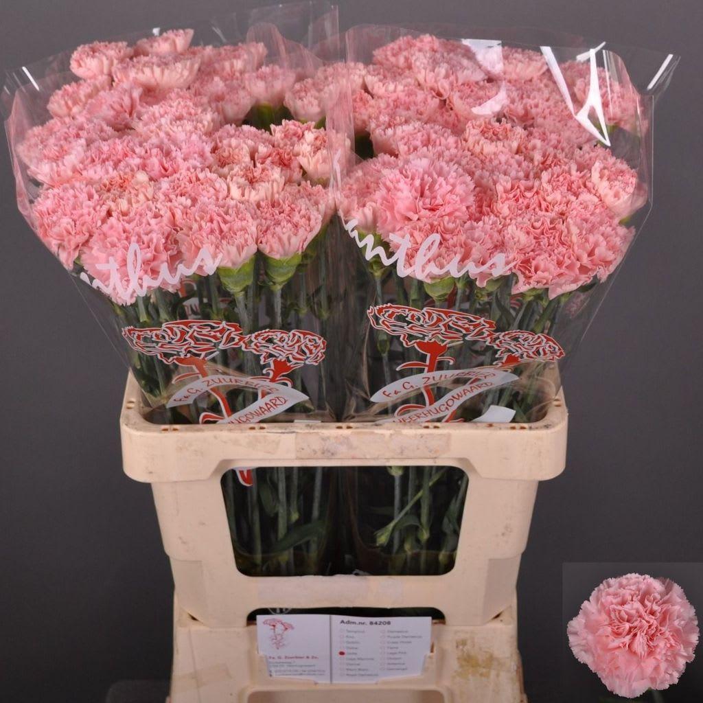 Срезанные цветы оптом Dianthus st jodie от 80шт из Голландии с доставкой по России