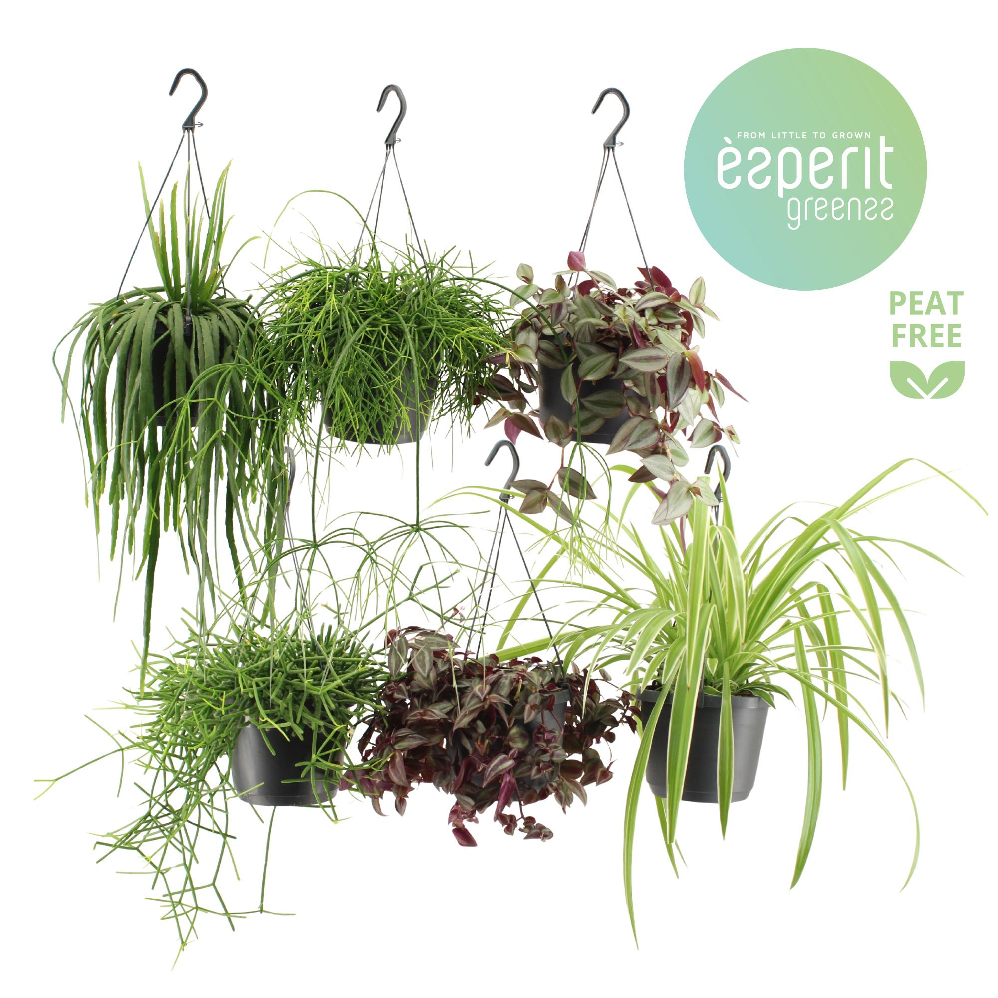 Горшечные цветы и растения оптом Hangmix Greenss 4 Srt Hanging от 6шт из Голландии с доставкой по России