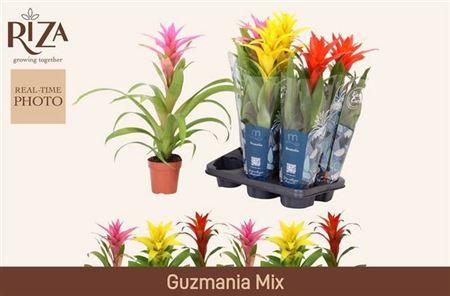 Горшечные цветы и растения оптом Guzm Gem 3 Srt от 6шт из Голландии с доставкой по России