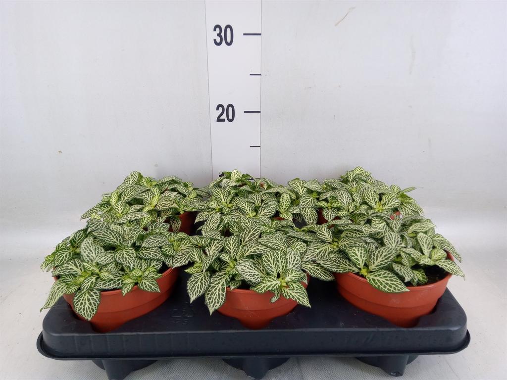 Горшечные цветы и растения оптом Fittonia   ... от 6шт из Голландии с доставкой по России