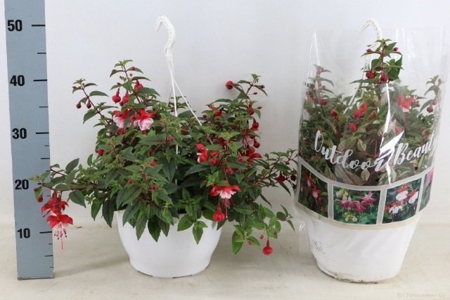 Горшечные цветы и растения оптом Fuchsia Ov от 1шт из Голландии с доставкой по России