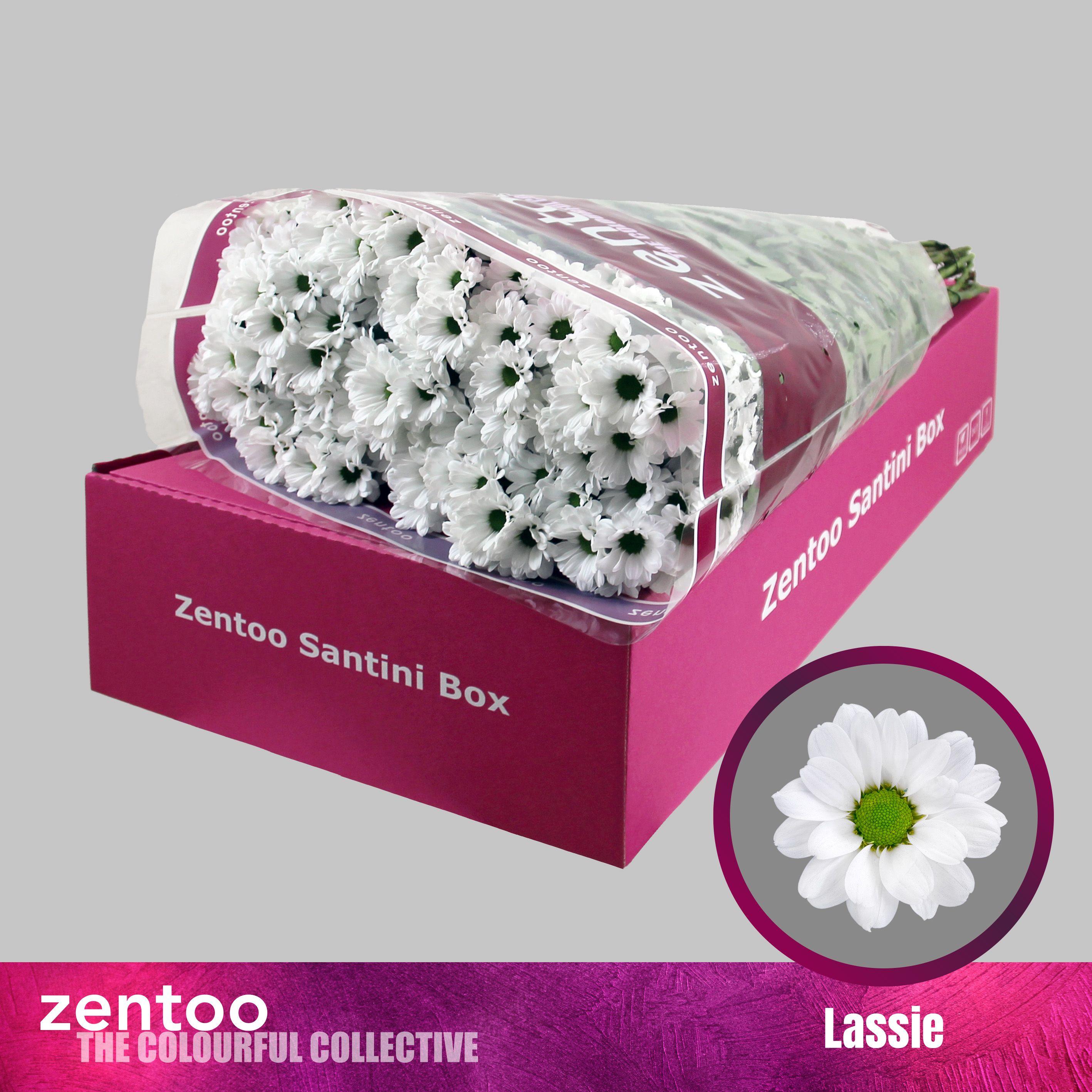 Срезанные цветы оптом Chrys sa lassie от 25шт из Голландии с доставкой по России