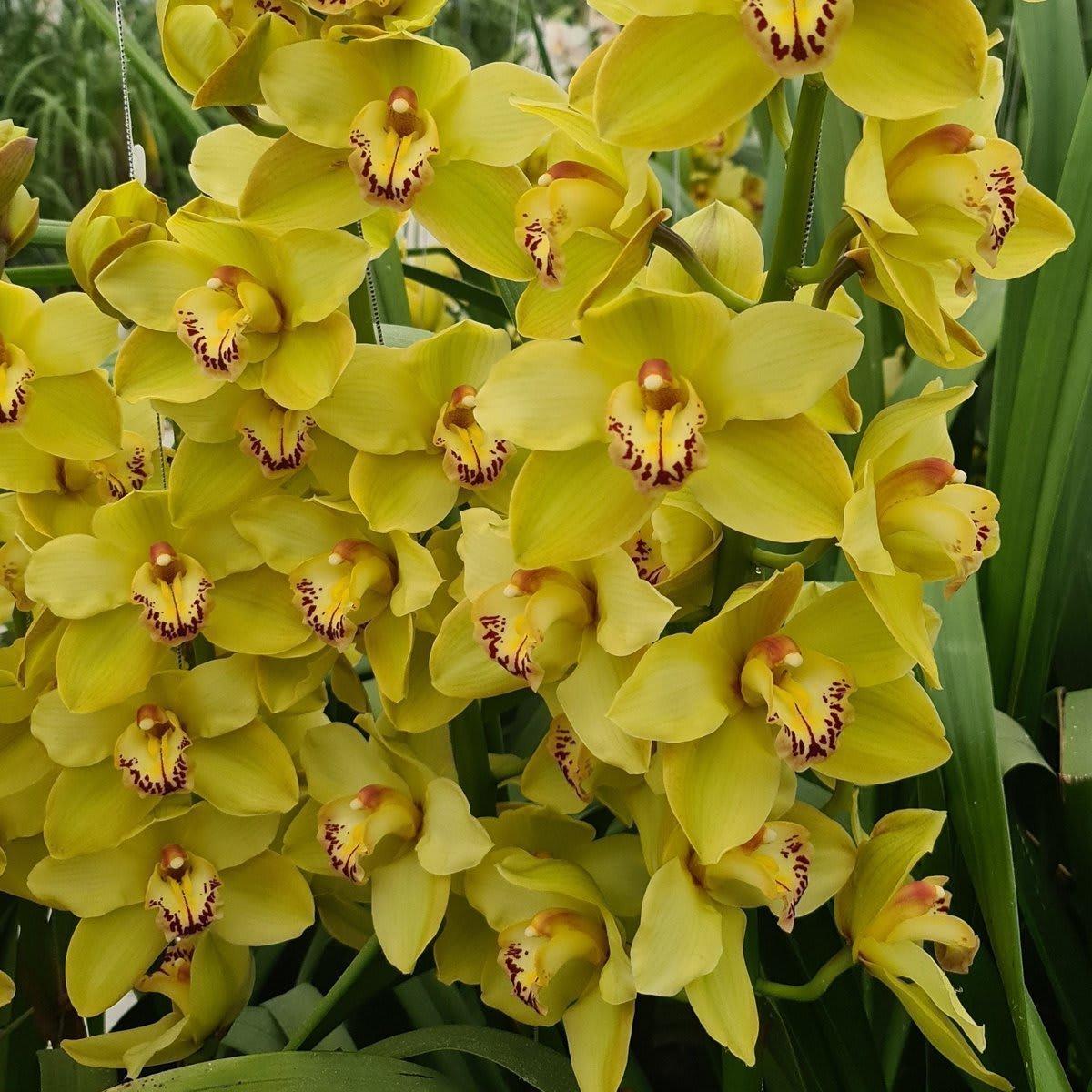 Срезанные цветы оптом Cymbidium green butterball от 12шт из Голландии с доставкой по России