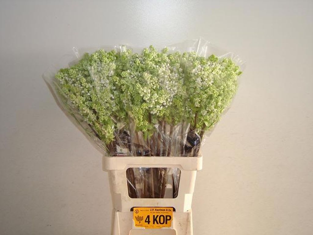 Срезанные цветы оптом Syringa madame florent stepman от 30шт из Голландии с доставкой по России