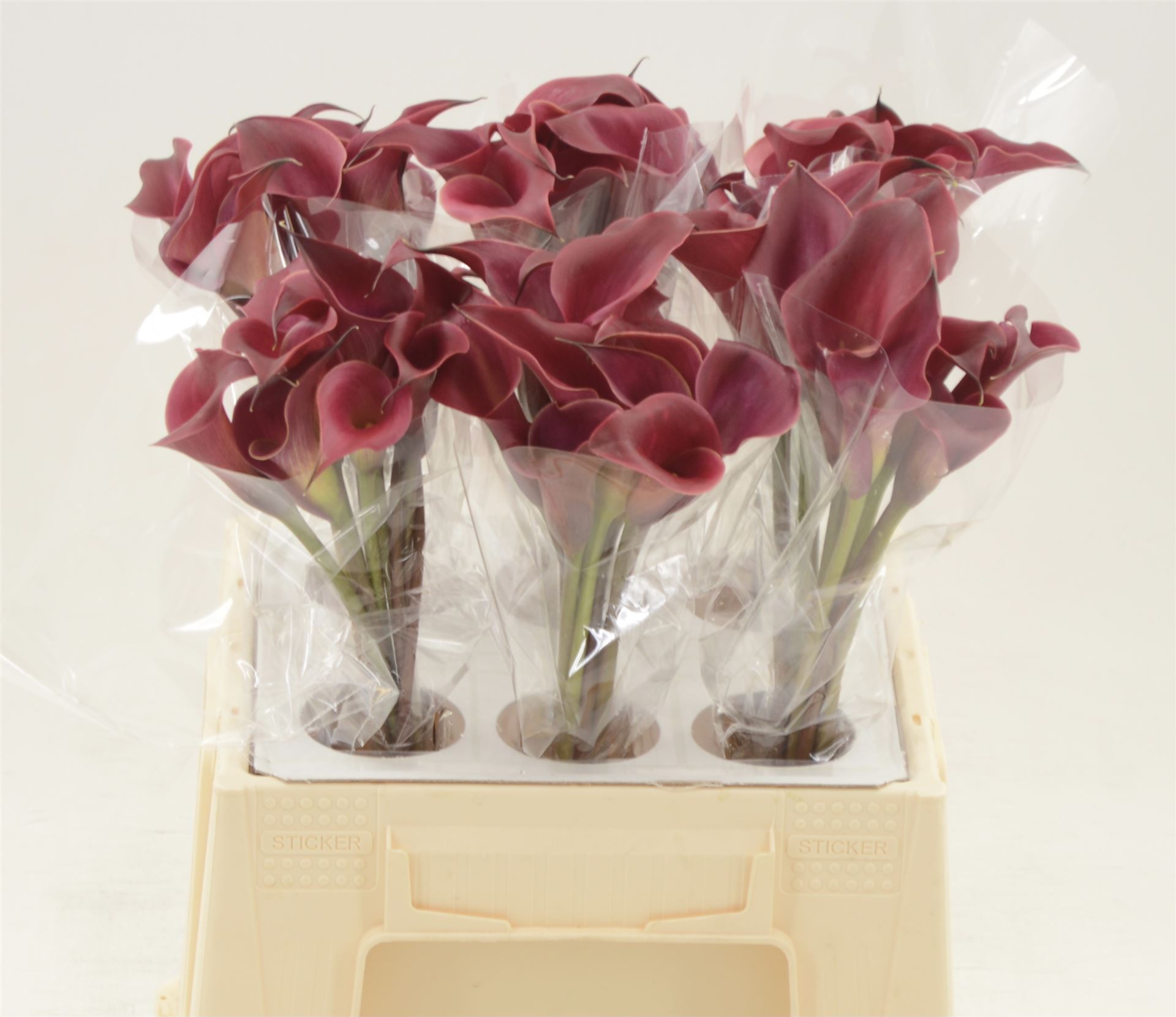 Срезанные цветы оптом Zantedeschia red charm от 60шт. из Голландии с доставкой по России