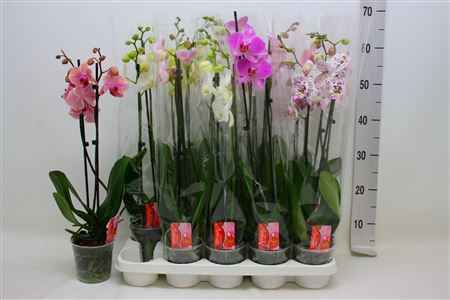 Горшечные цветы и растения оптом Phal Gem 7 Kl 2 Branche 16+ 50% Vert. от 10шт из Голландии с доставкой по России