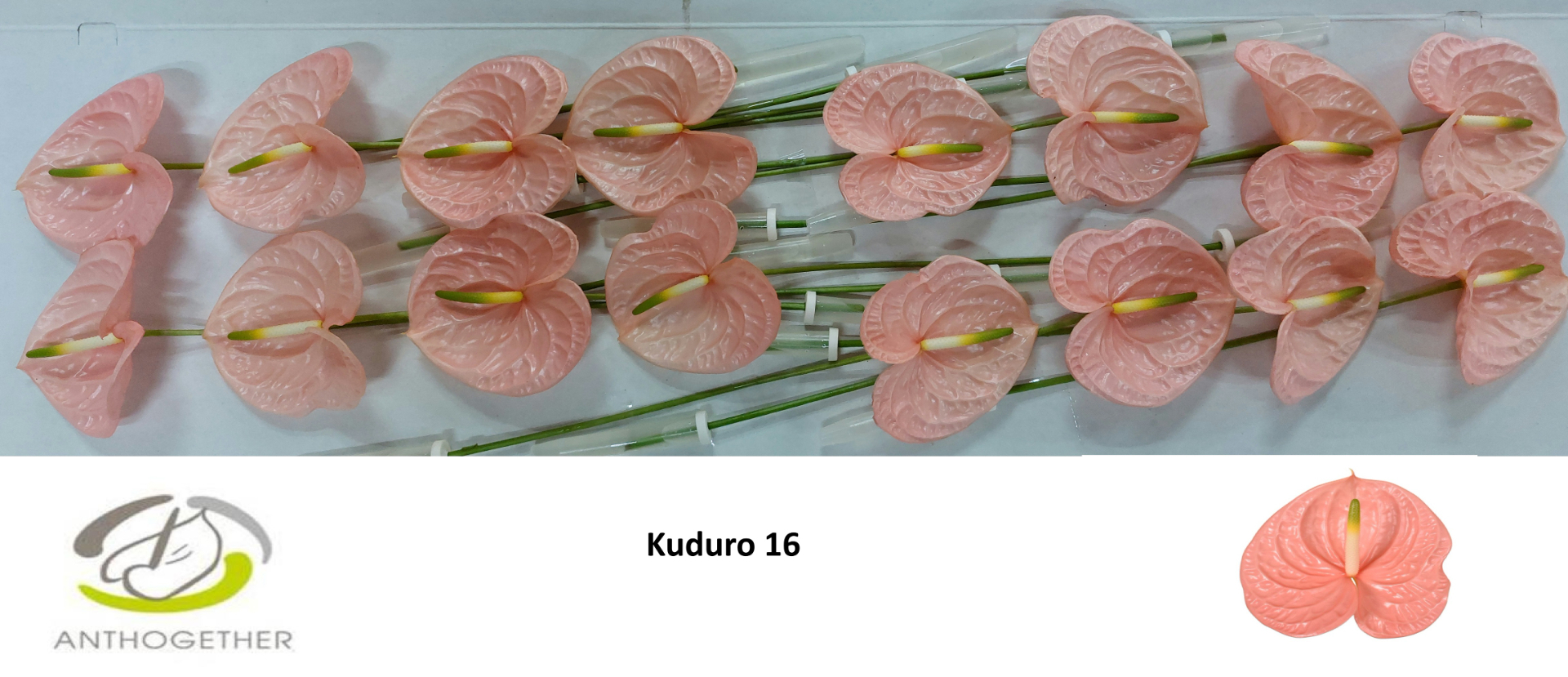Срезанные цветы оптом Anthurium kuduro A от 20шт из Голландии с доставкой по России