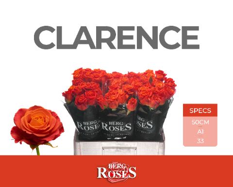 Срезанные цветы оптом Rosa large clarence от 60шт из Голландии с доставкой по России