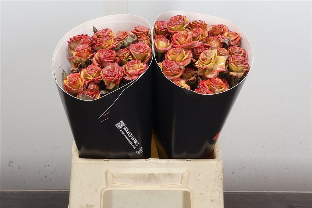 Срезанные цветы оптом Rosa spray wax gold от 20шт из Голландии с доставкой по России