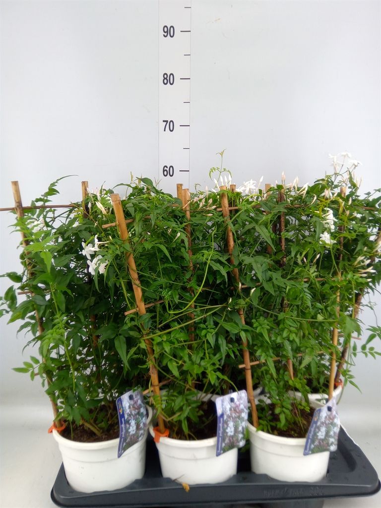 Горшечные цветы и растения оптом Jasminum Polyanthum от 6шт из Голландии с доставкой по России