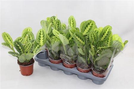 Горшечные цветы и растения оптом Maranta Lemon от 10шт из Голландии с доставкой по России